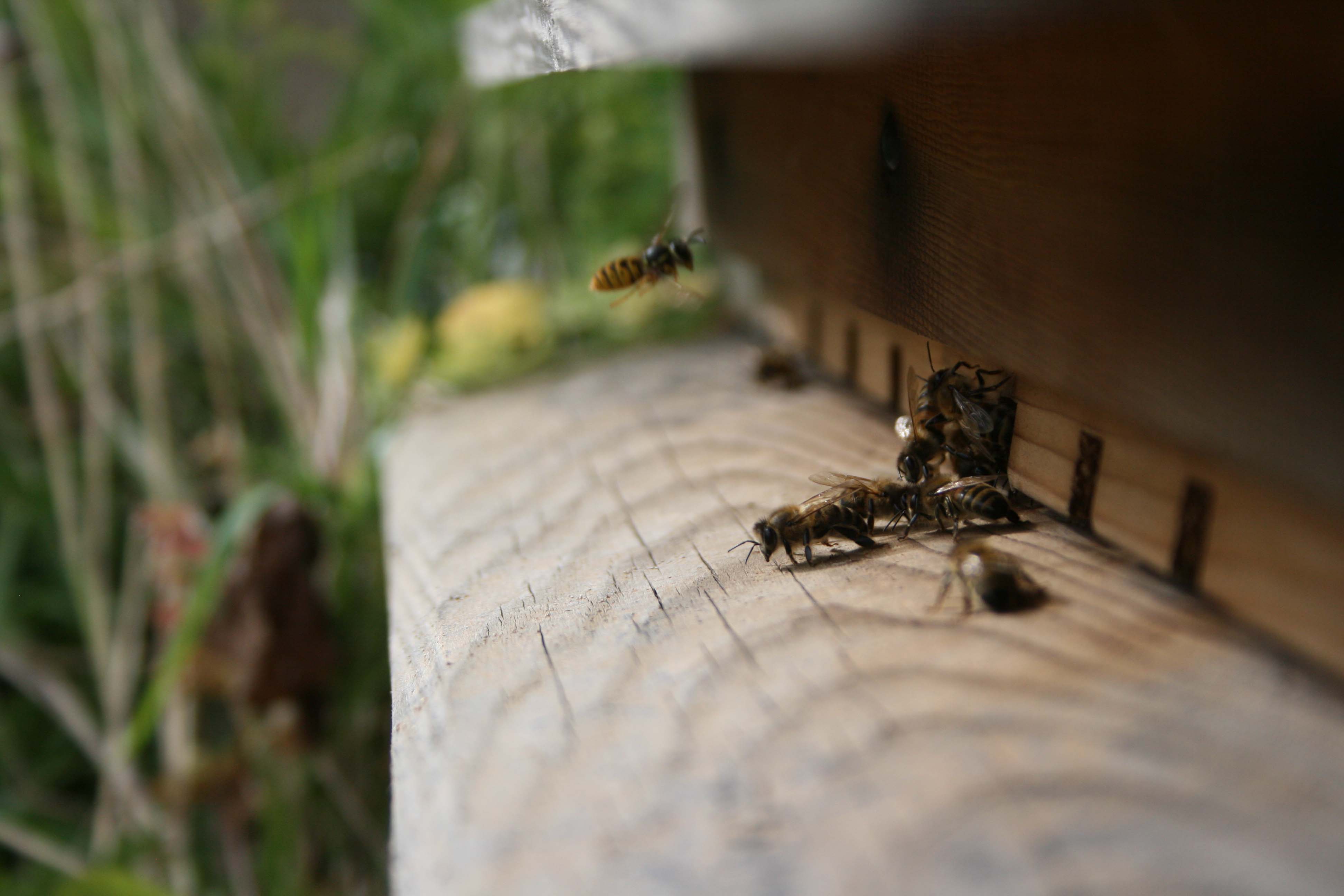 wasps-attacking-bees 007a_1.jpg